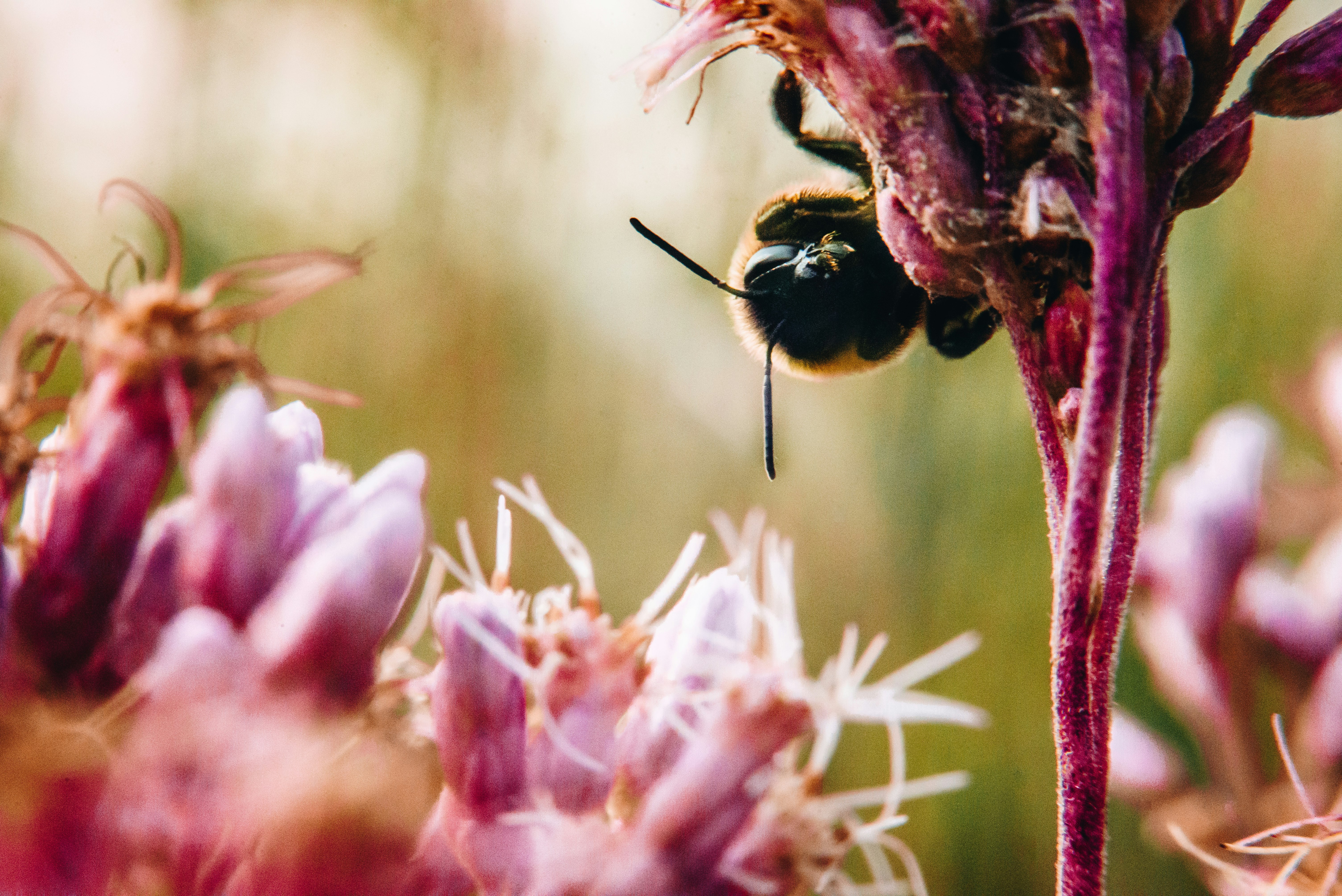 black and yellow bee on flower